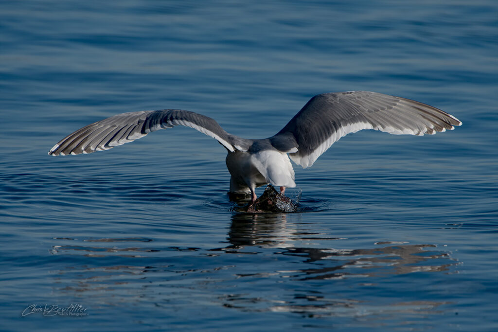 Gull Crabbing