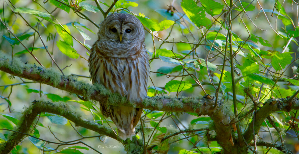 The Barred Owl of Dog Woods
