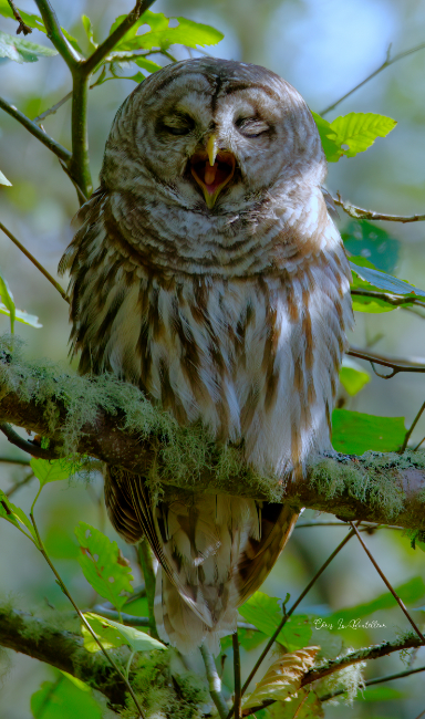 Barred Owl Yawn