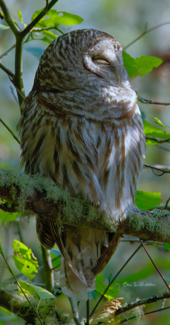 Barred Owl Nap