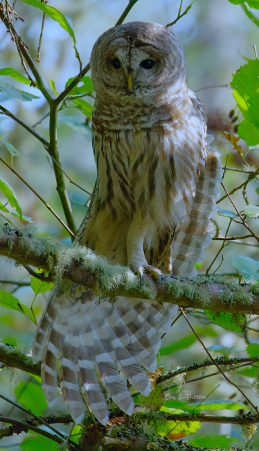 Barred Owl Stretch