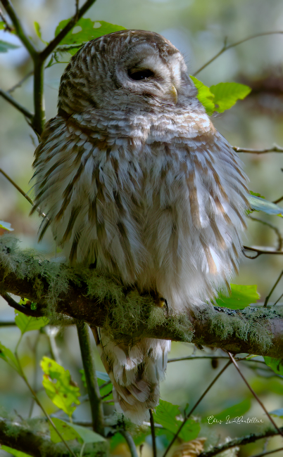 Barred Owl Puff Up
