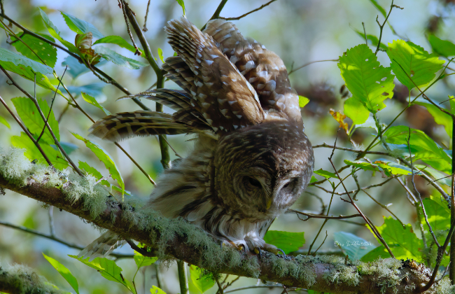 Barred Owl Yoga