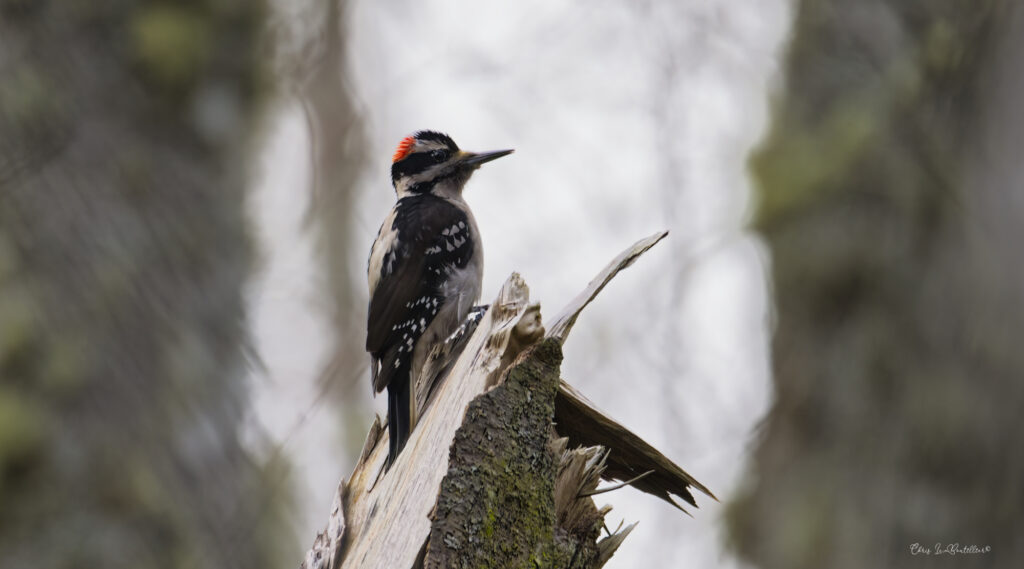 Hairy Woodpeckers of Dog Woods