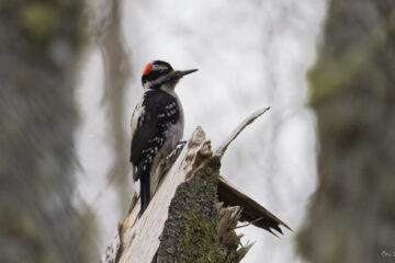 Hairy Woodpecker of Dog Woods of Guemes