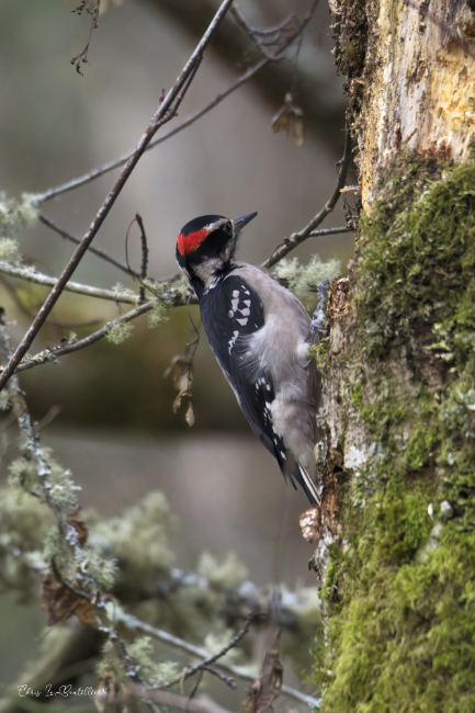 Hairy Woodpeckers of Dog Woods